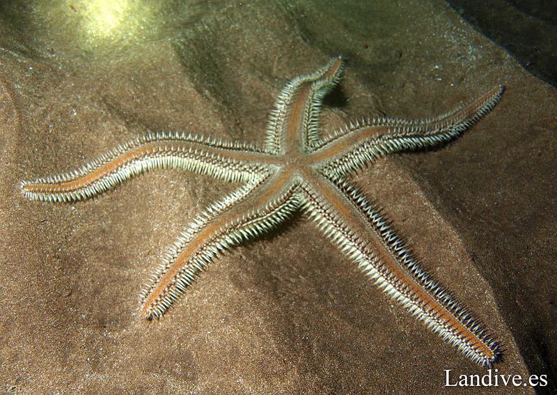 Estrella peine (Astropecten aranciacus ).jpg - OLYMPUS DIGITAL CAMERA